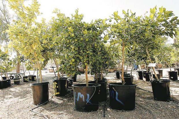 It's a sweet time to plant citrus